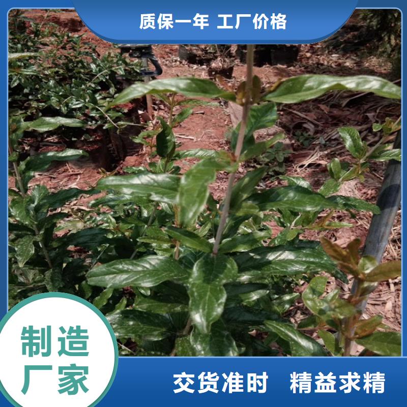 石榴【蓝莓苗】支持大小批量采购