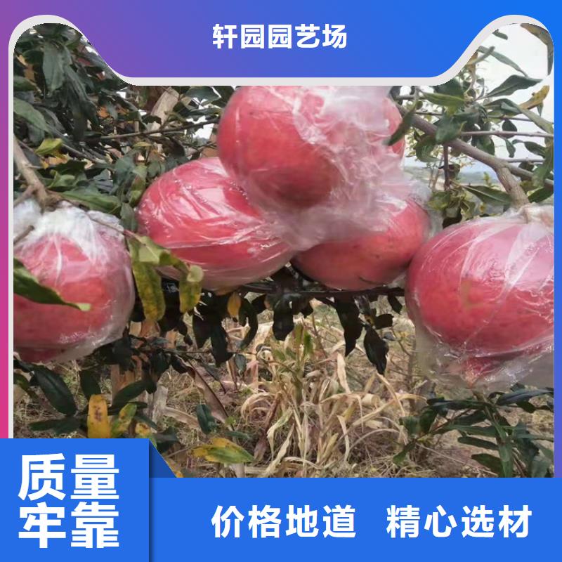 石榴樱桃苗物美价优