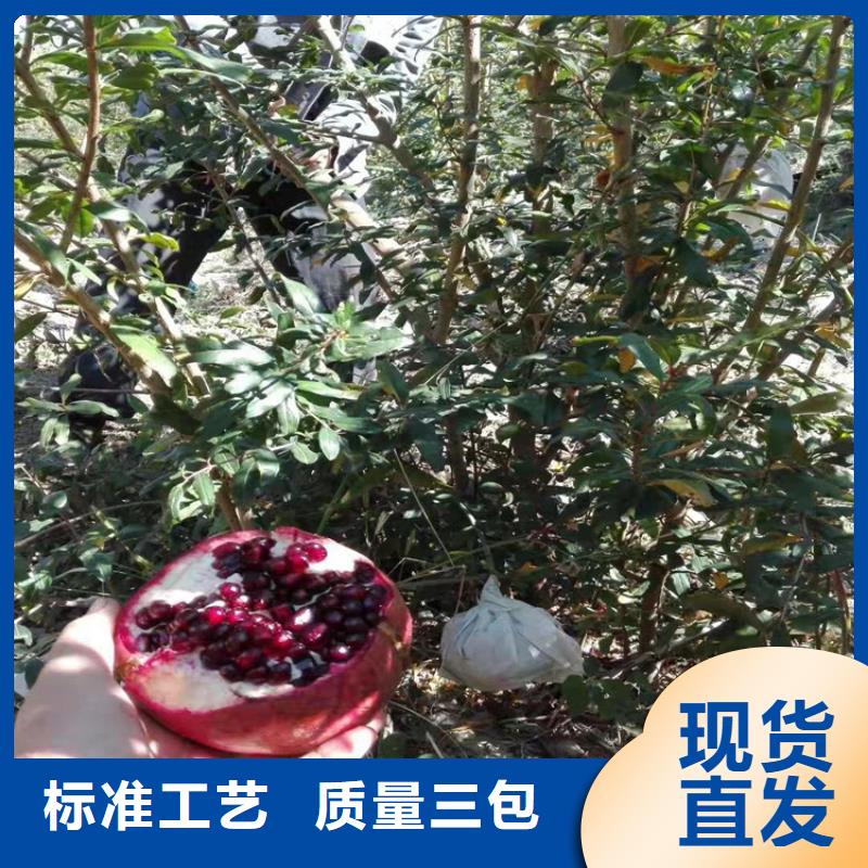 【石榴苹果苗高性价比】