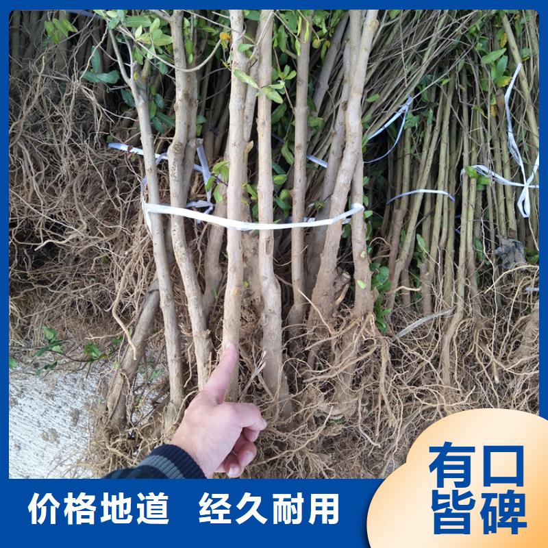 石榴苹果苗精选货源