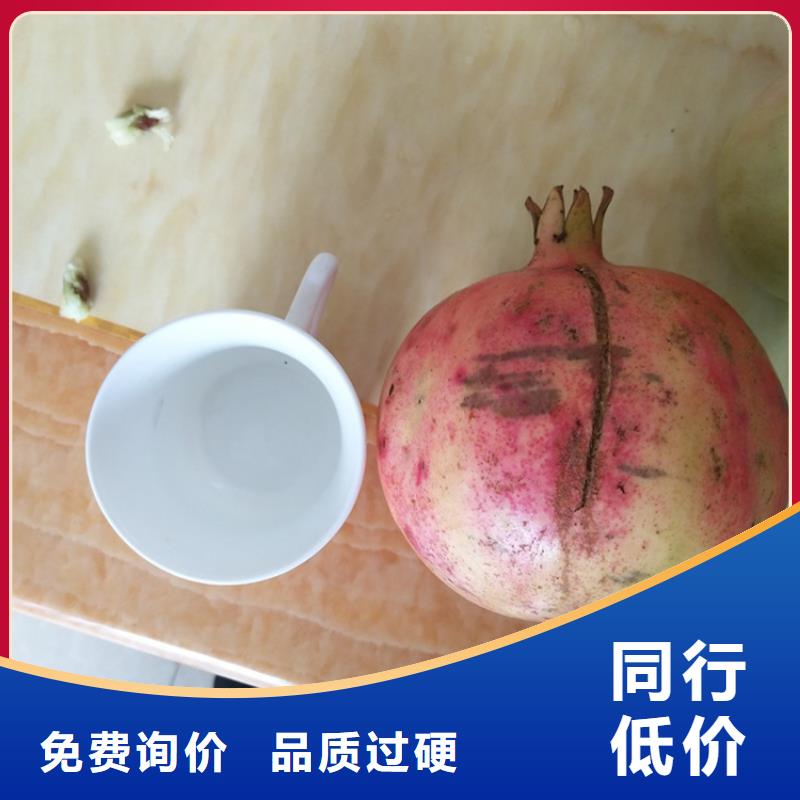 石榴苹果苗极速发货