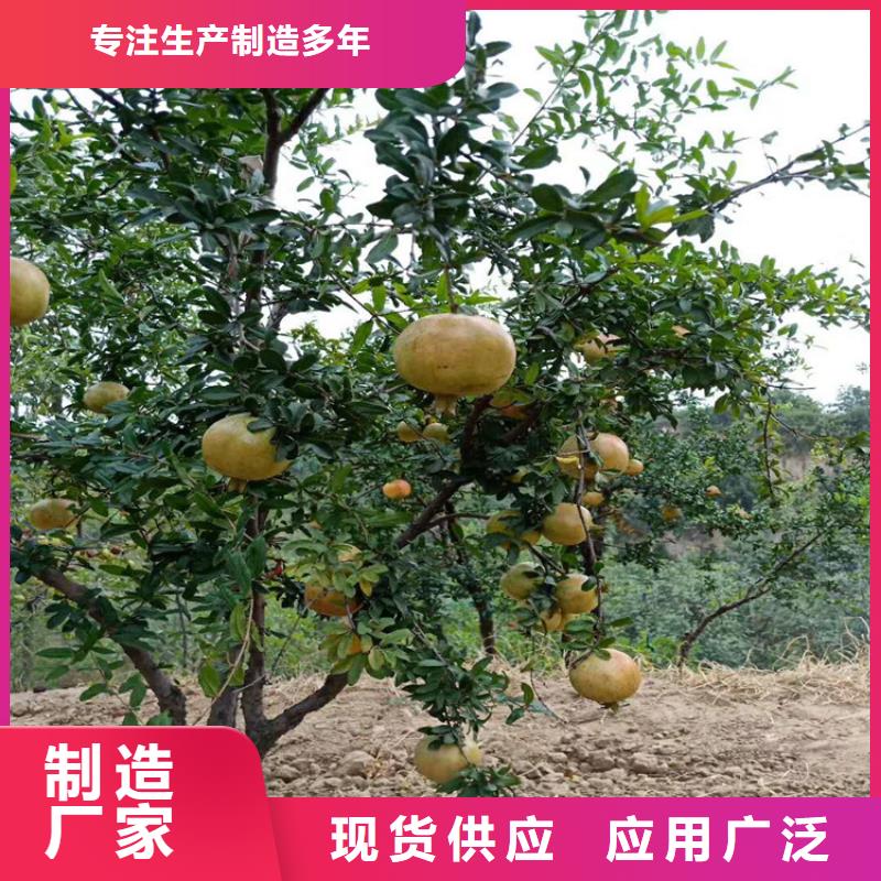 石榴无花果苗厂家技术完善