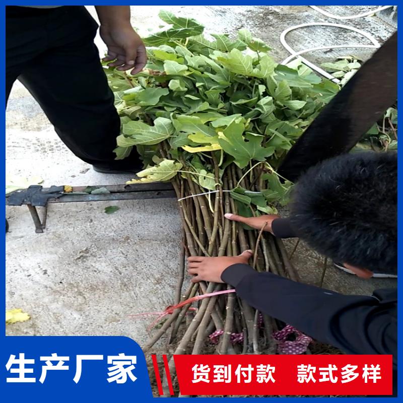 无花果奶油草莓可定制有保障