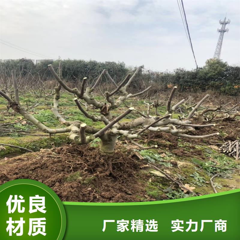 无花果,桃树苗源头厂家量大价优