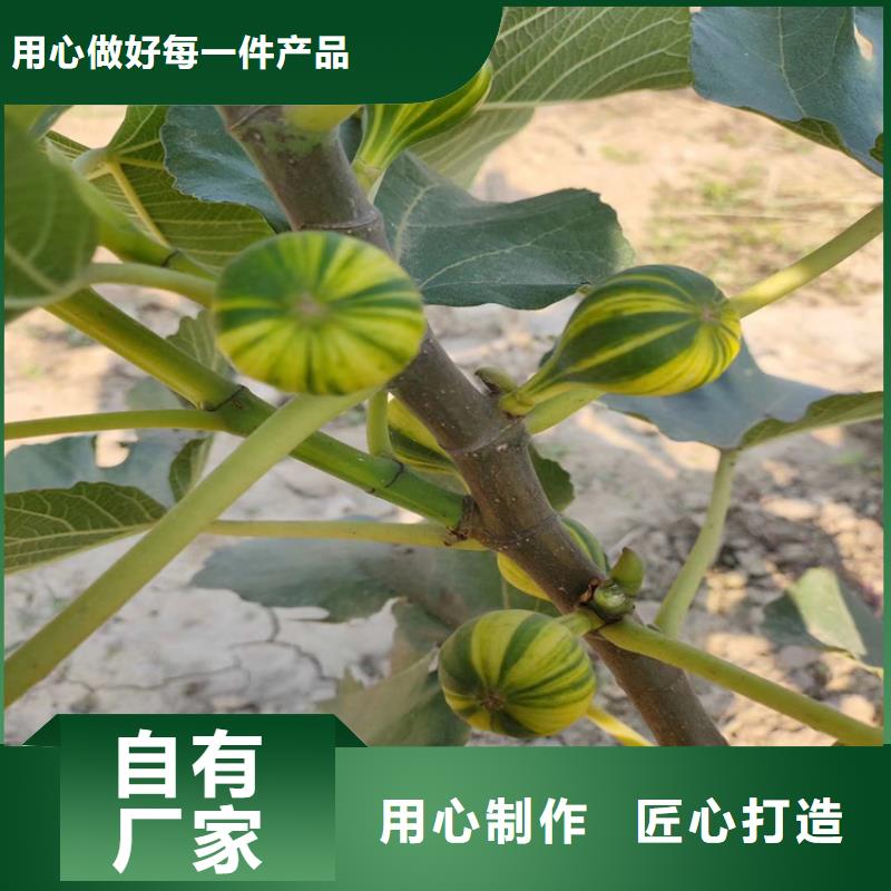 【无花果梨树苗热销产品】