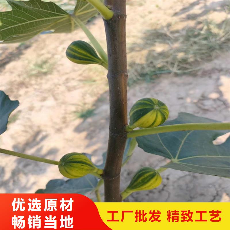 无花果石榴树价格透明