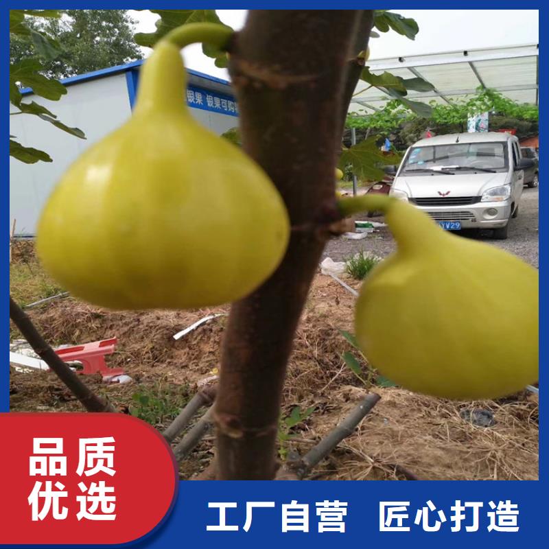 无花果-【樱桃苗】实体厂家大量现货