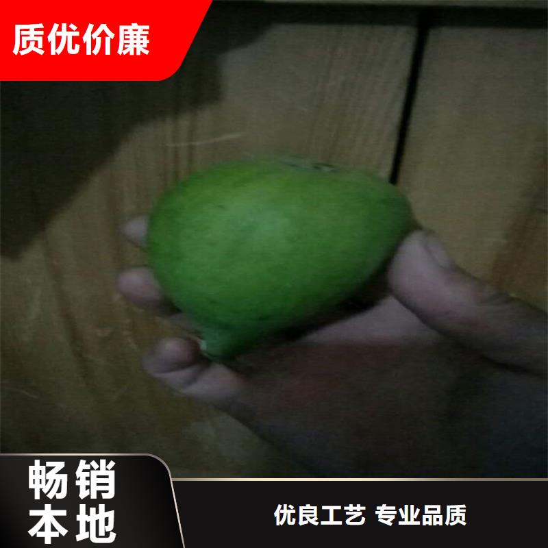 无花果_樱桃苗款式多样