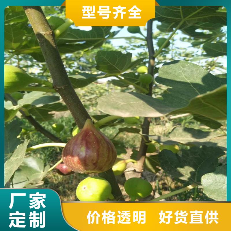 无花果杏树苗厂家货源