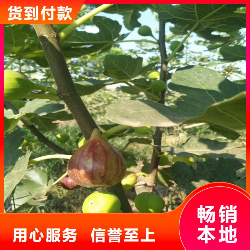 无花果石榴树现货直发