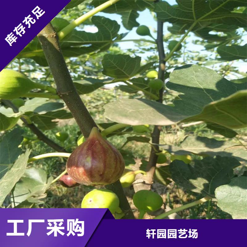 无花果蓝莓苗市场报价