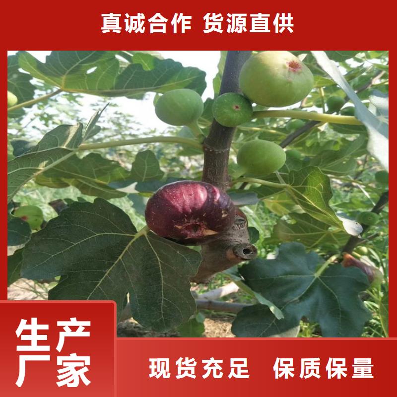 无花果西瓜番石榴苗高质量高信誉