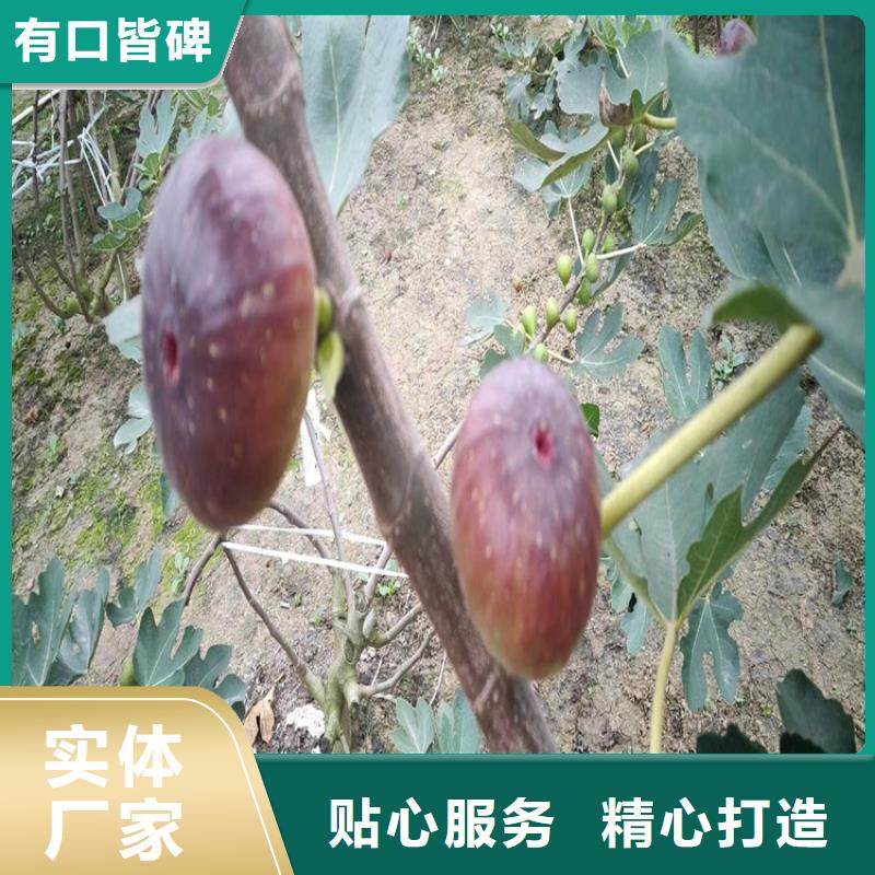 无花果,樱桃苗匠心制造