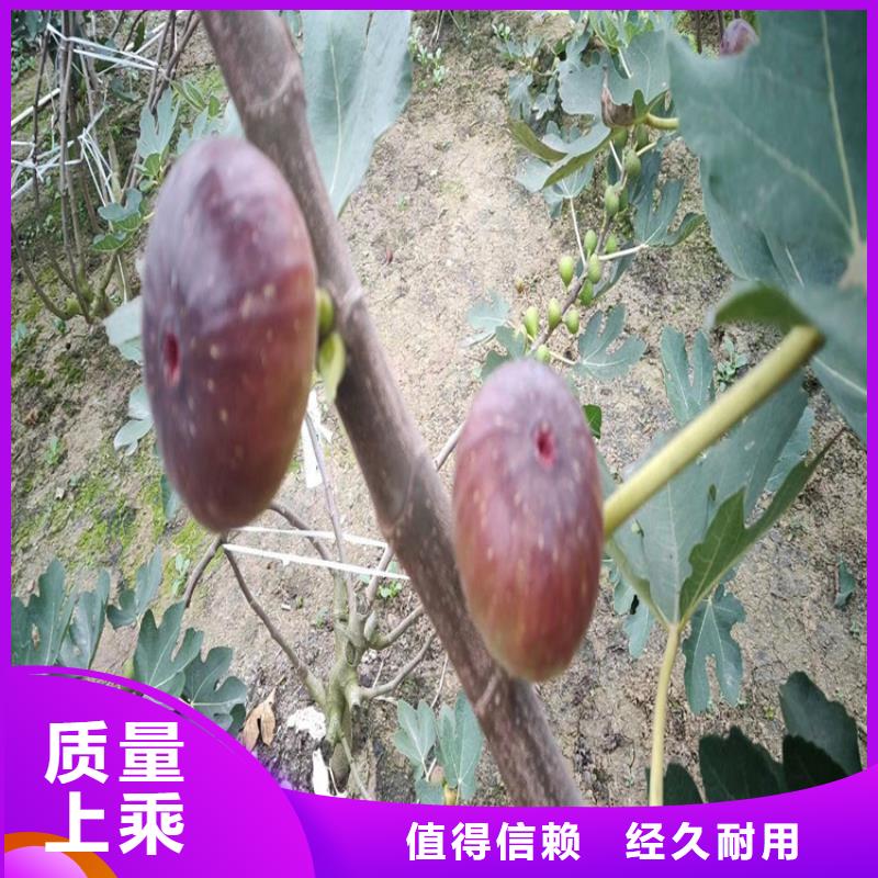 无花果西瓜番石榴苗高质量高信誉