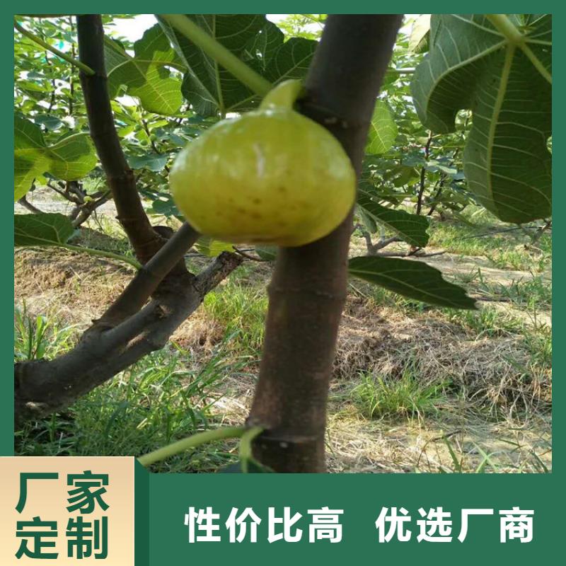 无花果-【樱桃苗】实体厂家大量现货