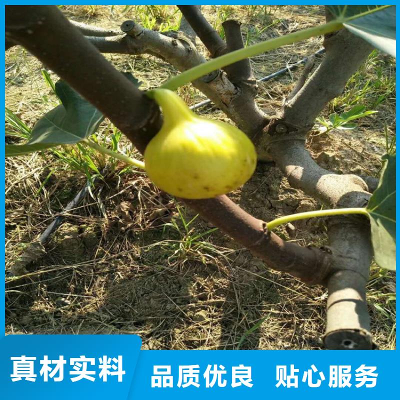 无花果苹果苗主推产品