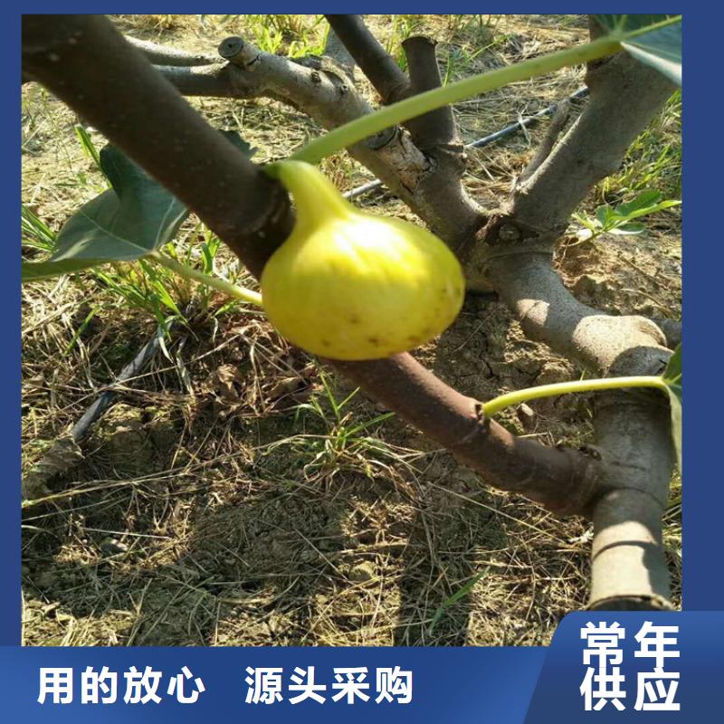 无花果蓝莓苗市场报价