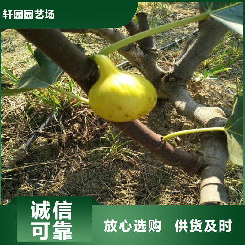 无花果【苹果苗】追求细节品质