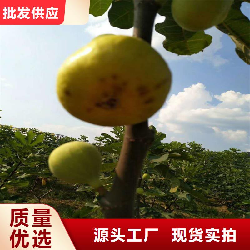 无花果苹果苗满足客户需求