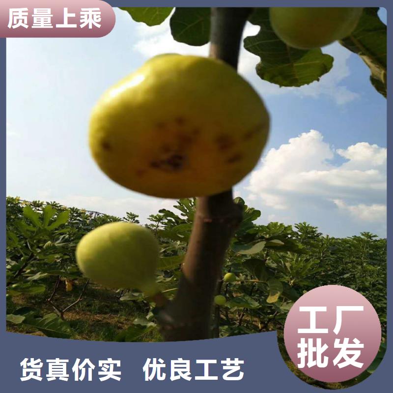 无花果桃树苗质量优选