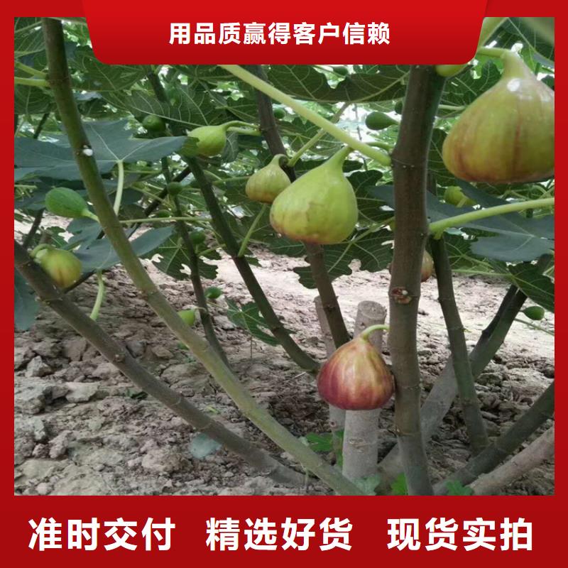 无花果石榴树价格透明