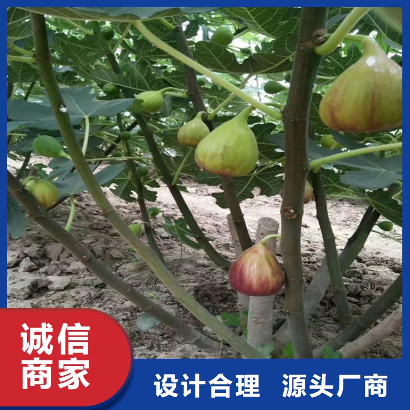 无花果_梨树苗当地货源