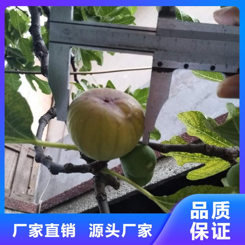 无花果桃树苗今日新品