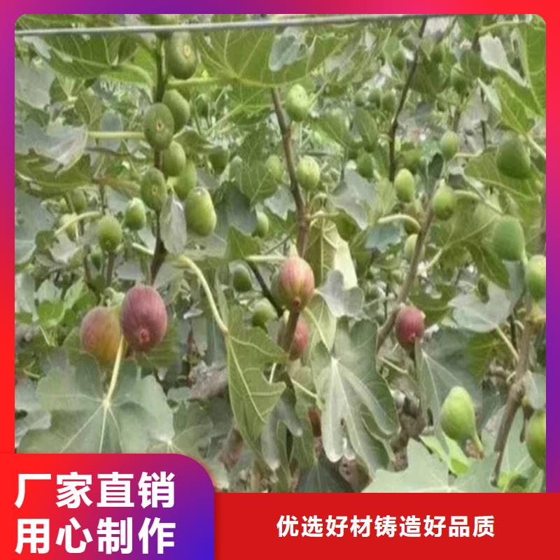 【无花果苹果苗原厂制造】