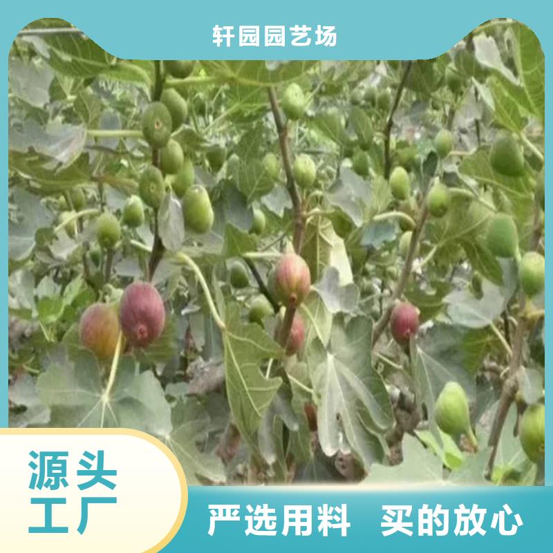 无花果板栗苗有口皆碑