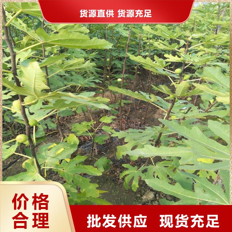 无花果,桃树苗源头厂家量大价优