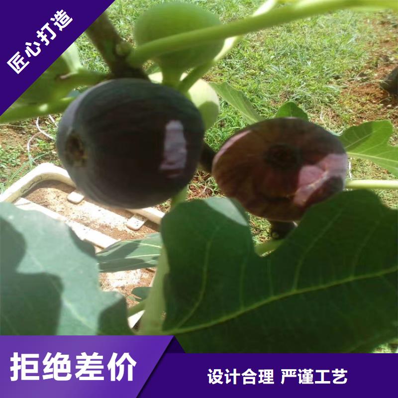 无花果,桃树苗工厂认证