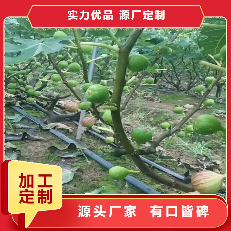 无花果桃树苗今日新品