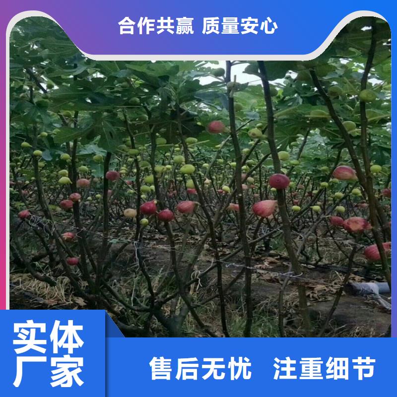 无花果苹果苗一站式采购商家