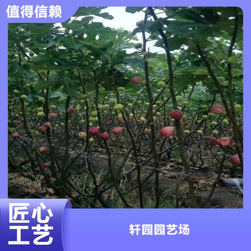 【无花果】无花果苗一站式采购