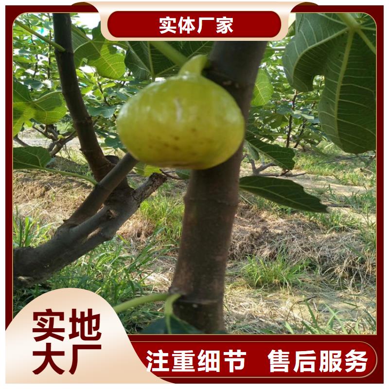 无花果苹果苗一站式采购商家