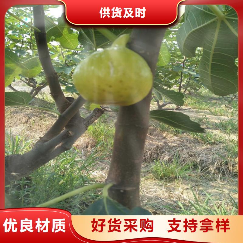 无花果西瓜番石榴苗高质量高信誉