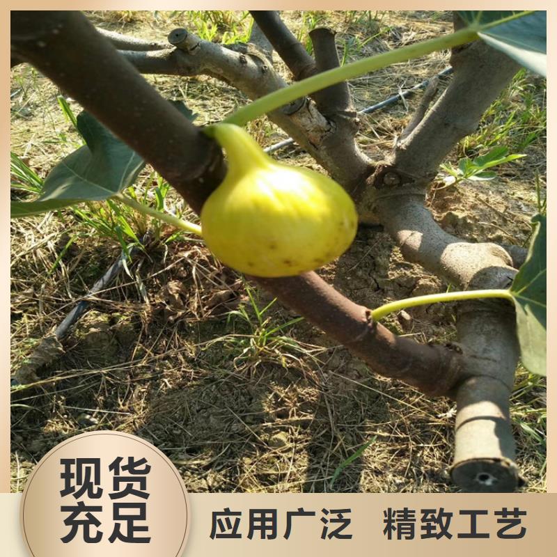 无花果杏树苗实体厂家支持定制