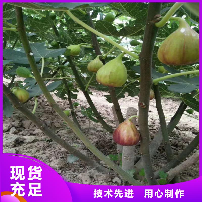 无花果,桃树苗工厂认证