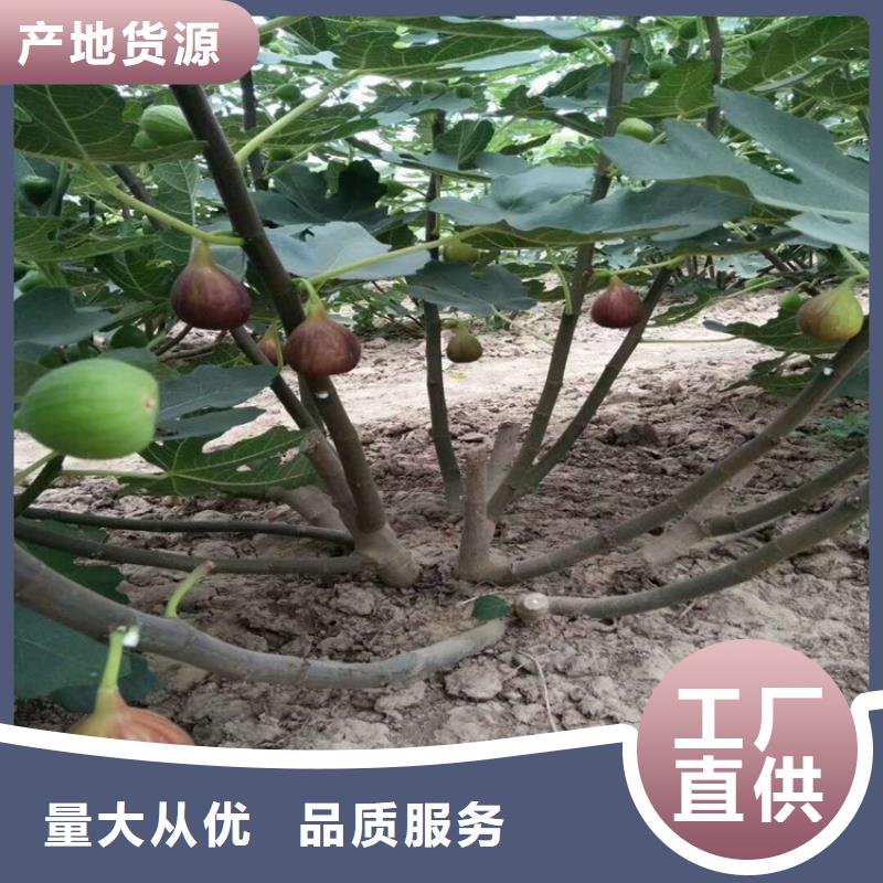 【无花果】樱桃苗我们更专业