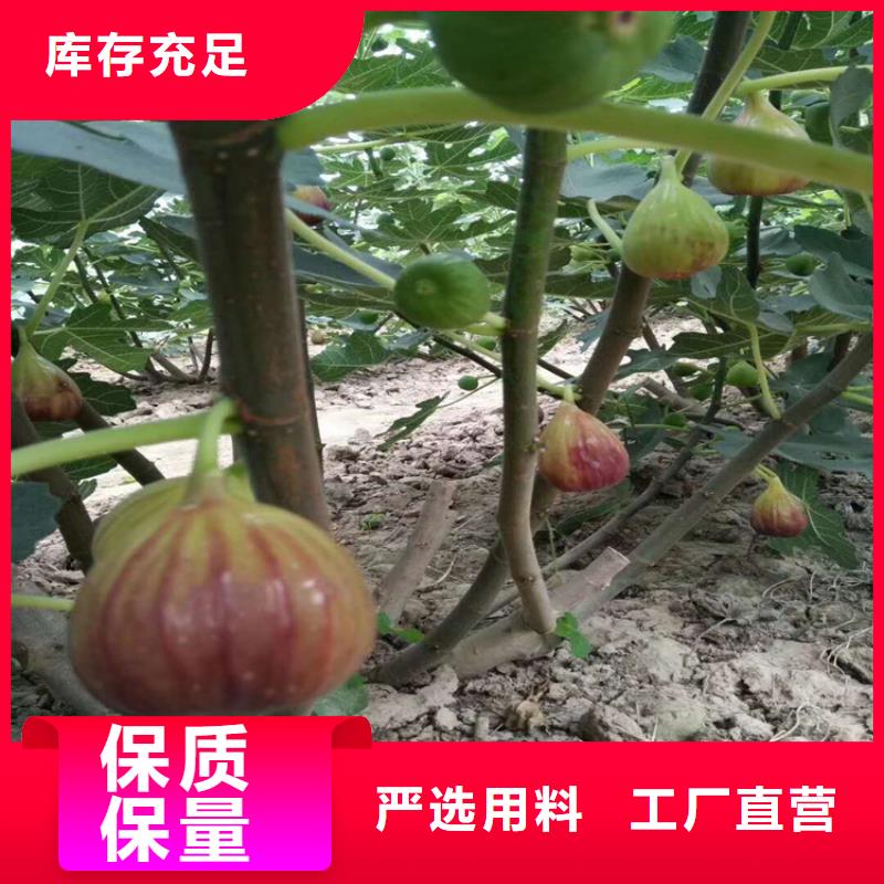 无花果奶油草莓可定制有保障