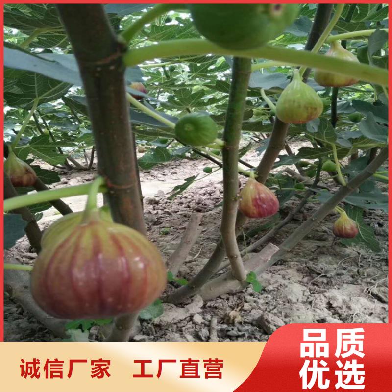 无花果,桃树苗源头厂家量大价优