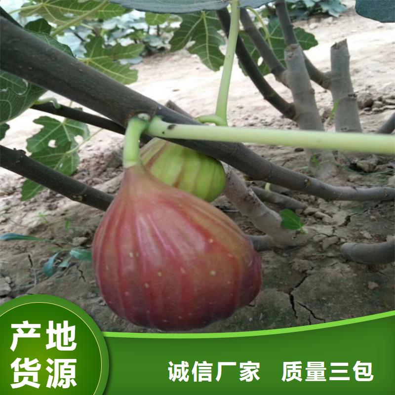 无花果,桃树苗工厂认证