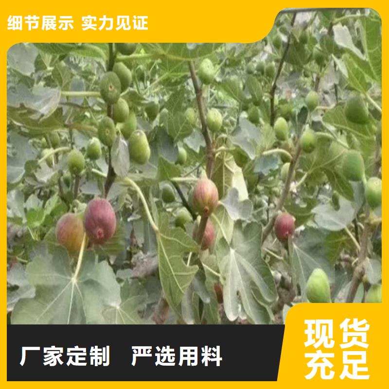 无花果,樱桃苗匠心制造