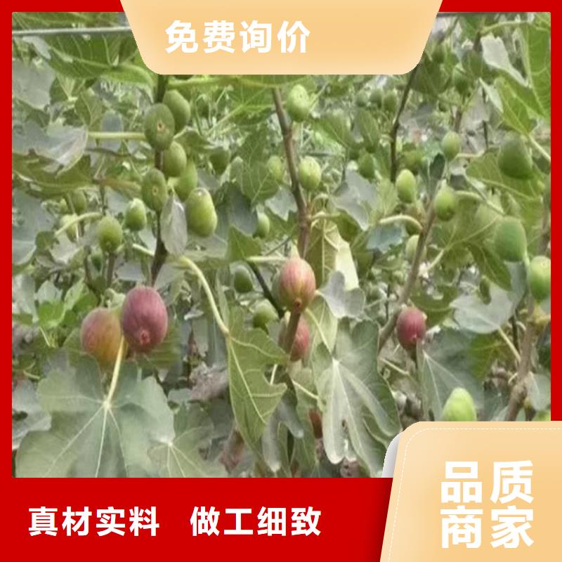 【无花果】苹果苗一手货源源头厂家