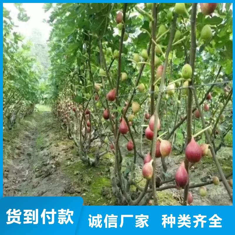 无花果,桃树苗源头厂家量大价优