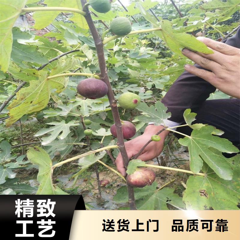 【无花果】苹果苗一手货源源头厂家