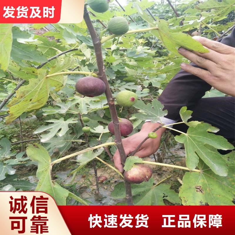 无花果石榴树价格透明