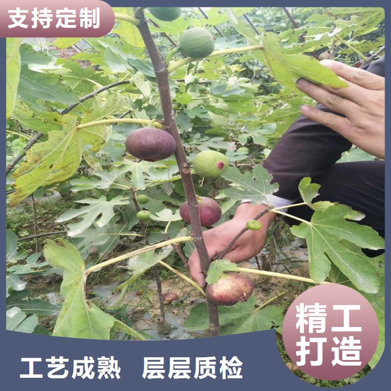 【无花果,桃树苗专心专注专业】