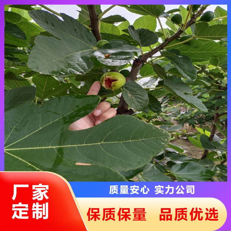 无花果_桃树苗实力公司