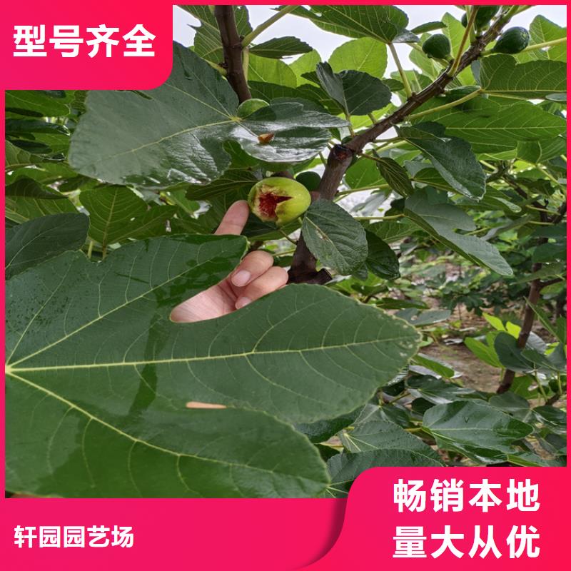 无花果_苹果苗种类丰富